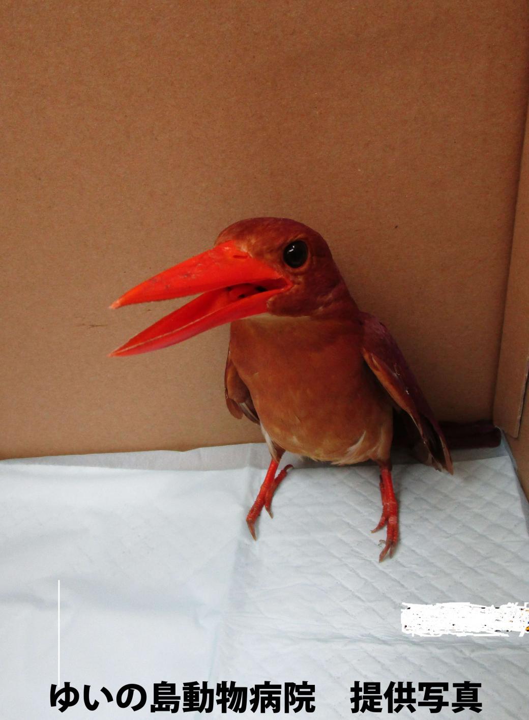 アカショウビン
