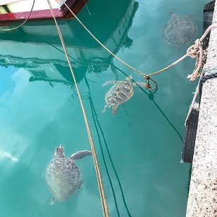 津名久のウミガメ