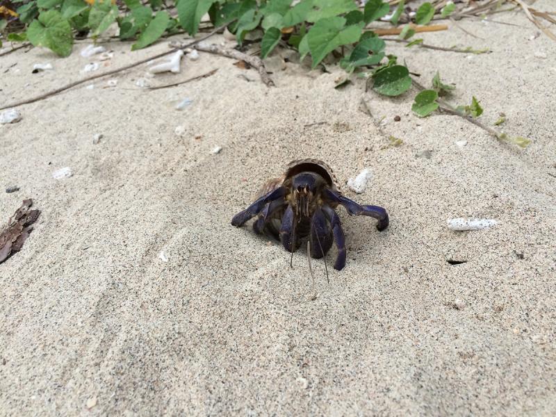 天然記念物のオカヤドカリが多く見られる国直海岸