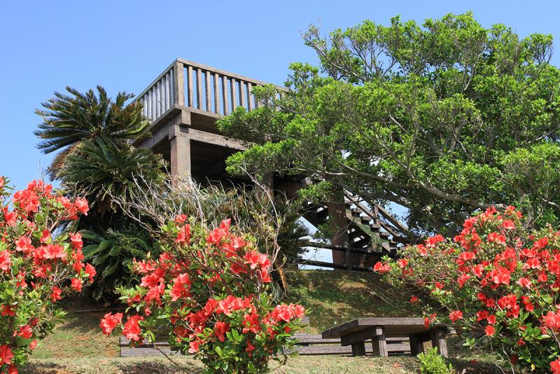 ツツジの名所嶺山公園