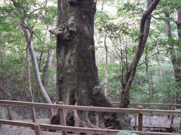オキナワウラジロガシの大木