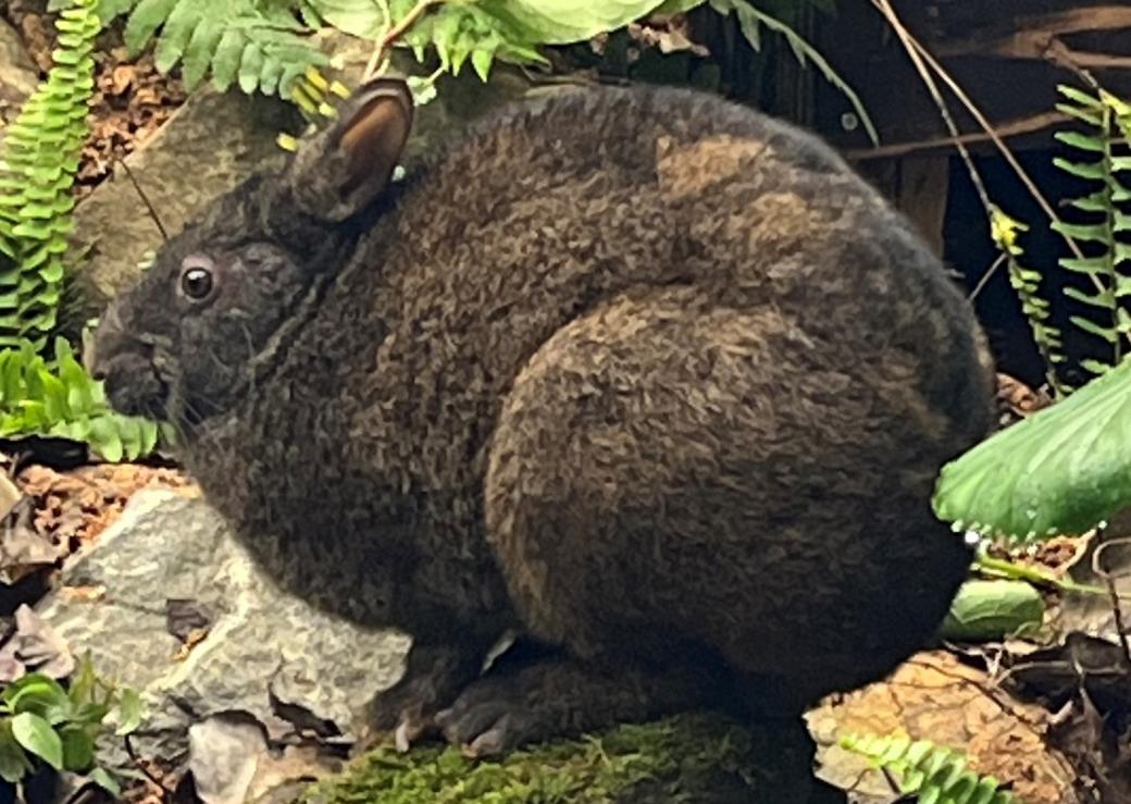 アマミノクロウサギ｜鹿児島県大和村
