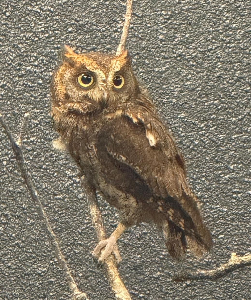 リュウキュウコノハズク