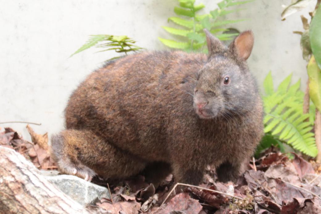 ユワン