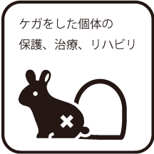 ケガをした個体の保護、治療、リハビリ