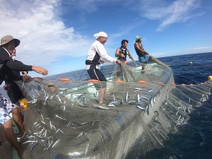 タマスのトビウオ漁